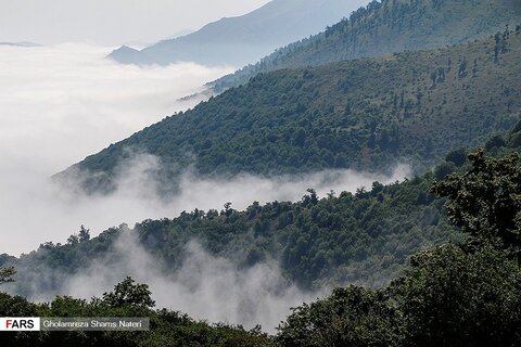 کوهستان در مه