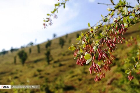 کوهستان در مه