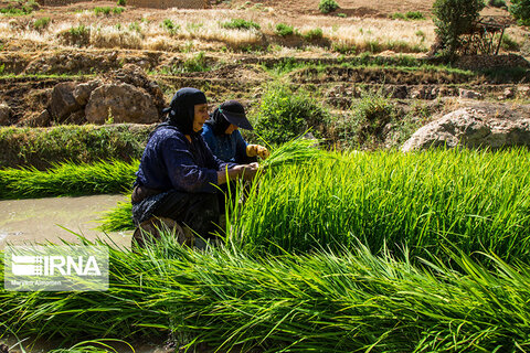 نشاء برنج در منطقه مشایخ چهارمحال و بختیاری