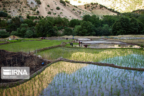 نشاء برنج در منطقه مشایخ چهارمحال و بختیاری
