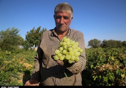 انگور تاکستان