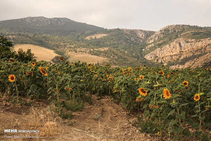 مزرعه آفتابگردان