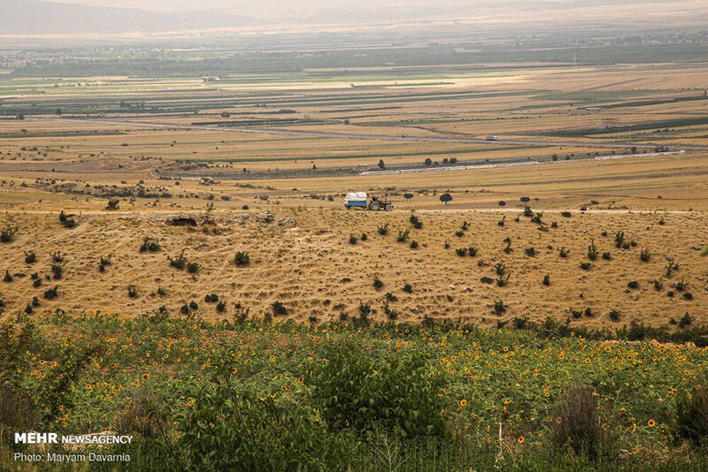 مزرعه آفتابگردان