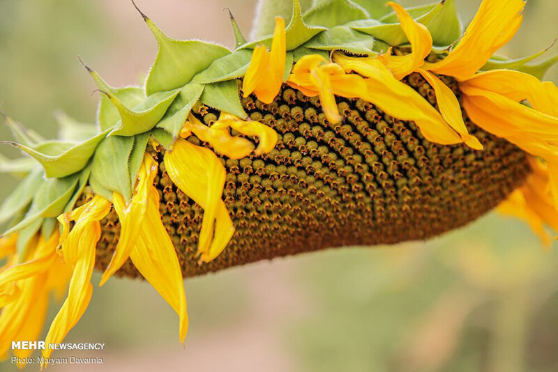 مزرعه آفتابگردان