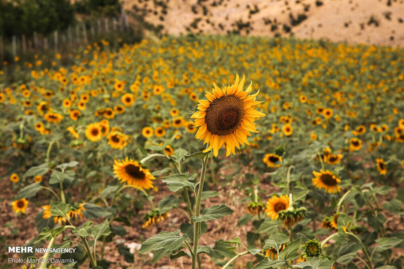 مزرعه آفتابگردان