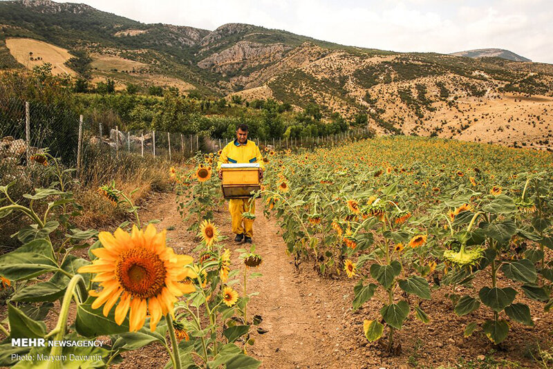 مزرعه آفتابگردان