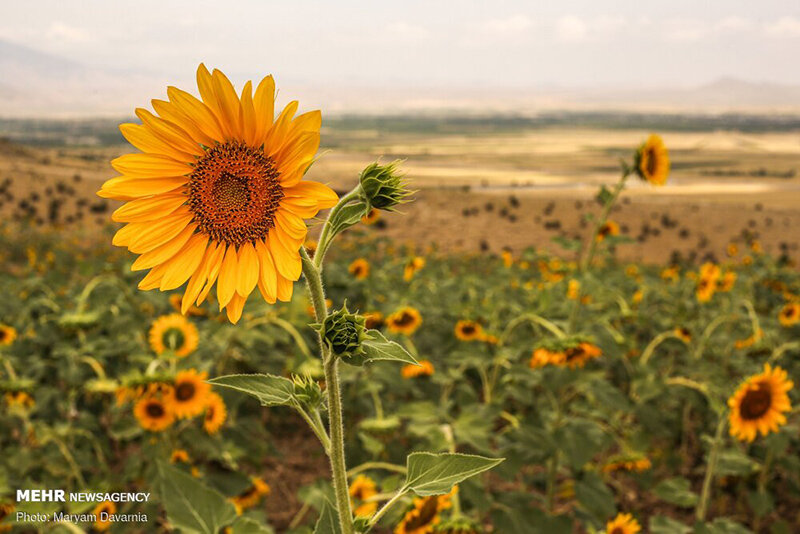 مزرعه آفتابگردان