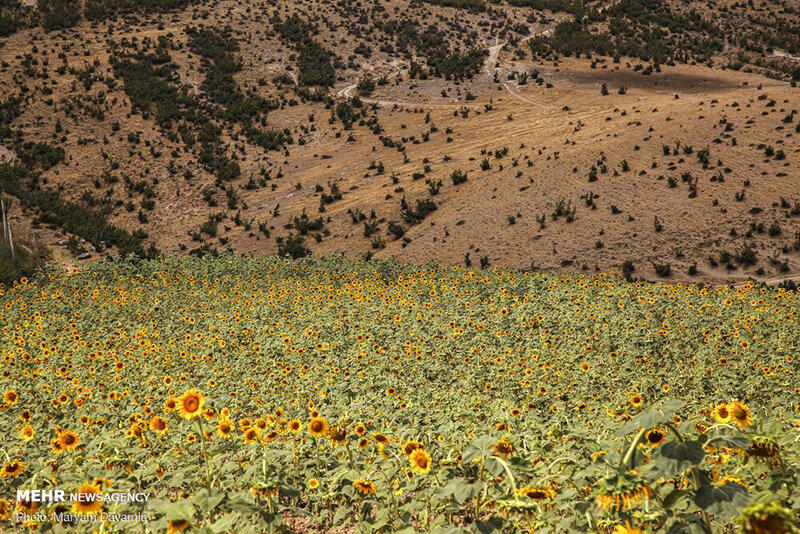 مزرعه آفتابگردان
