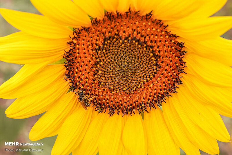 مزرعه آفتابگردان