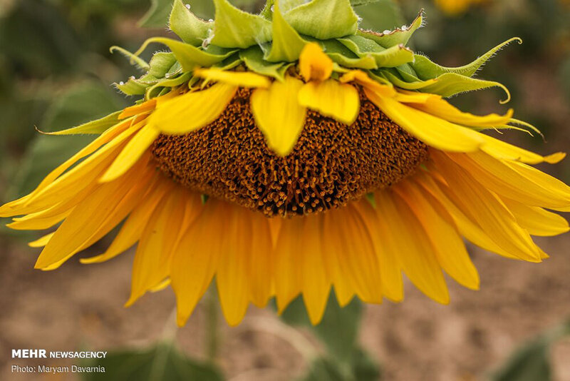 مزرعه آفتابگردان