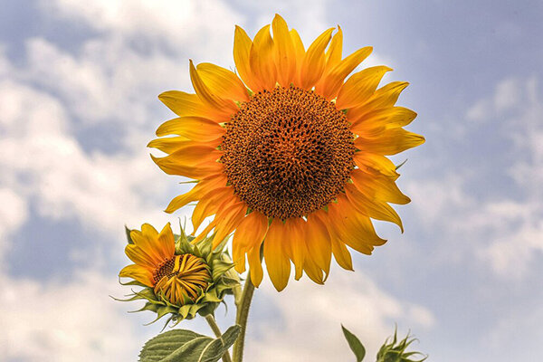 مزرعه آفتابگردان