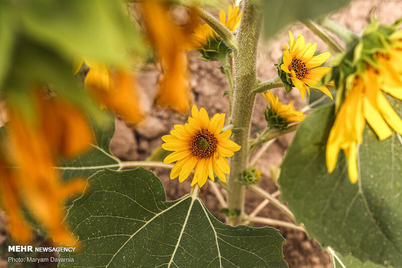 مزرعه آفتابگردان