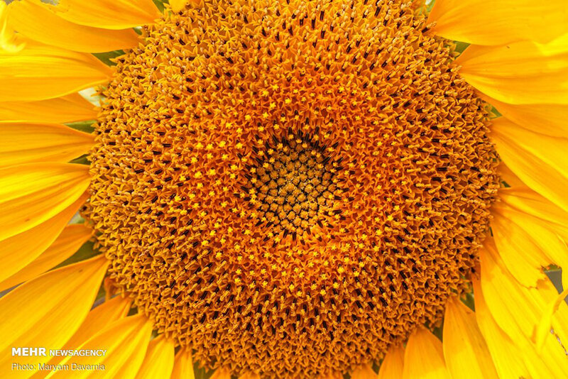 مزرعه آفتابگردان