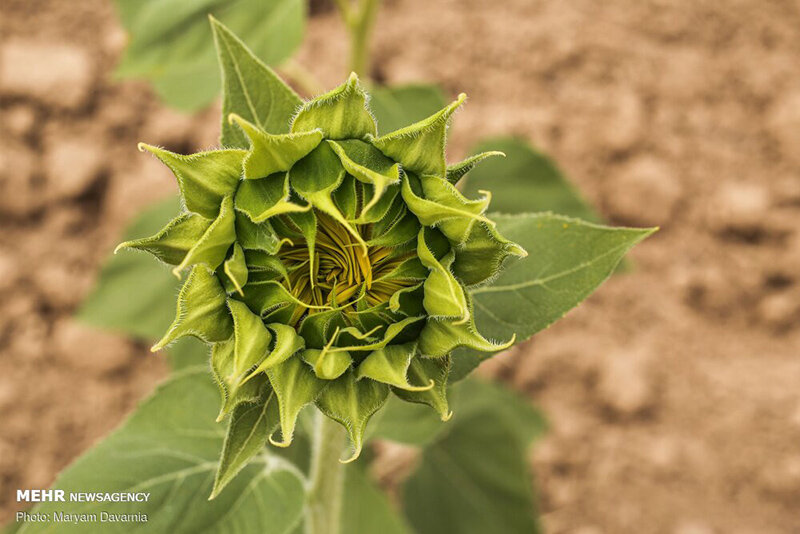 مزرعه آفتابگردان