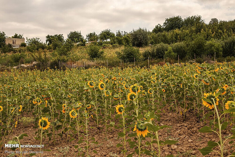 مزرعه آفتابگردان