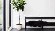 تصاویر | ۵ گیاه مناسب برای نگهداری در آپارتمان | گیاهانی بدون نیاز به نور و رطوبت زیاد