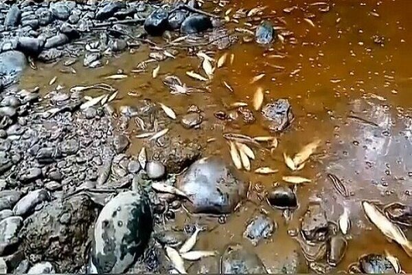 مرگ ماهیان در مرند