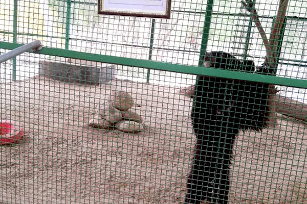 خرس سیاه آسیایی