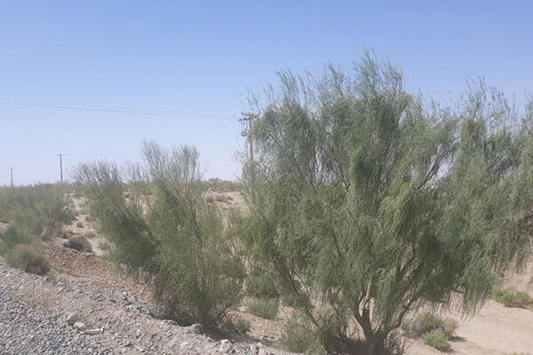 تاغزار