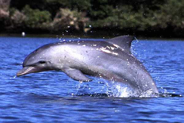 دلفین گوژپشت خلیج فارس