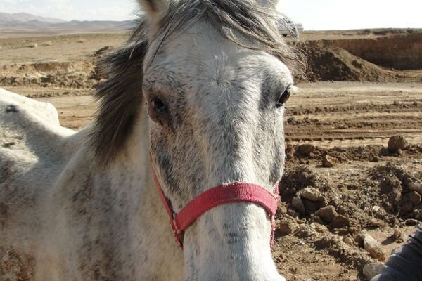 اسب