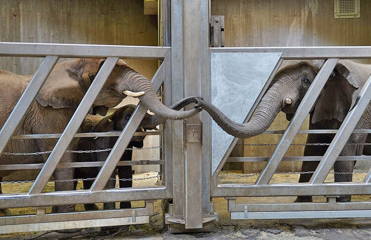 فيل‌هاي باغ وحش هاله در آلمان