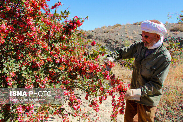 زرشک