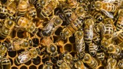 زهر زنبور عسل برخی سلول‌های سرطان پستان را می‌کشد
