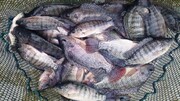 افزایش ۱۰۰ درصدی قیمت ماهی قزل‌آلا | کنسرو ماهی باز هم گران شد