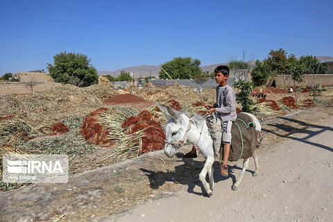 جاروبافی سنتی