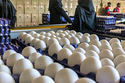 توزیع تخم‌مرغ با نرخ ۴۳ هزار تومان در میادین میوه و تره بار