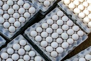 جزئیات عرضه اینترنتی تخم مرغ در سراسر ایران | قیمت کاهش می‌یابد؟