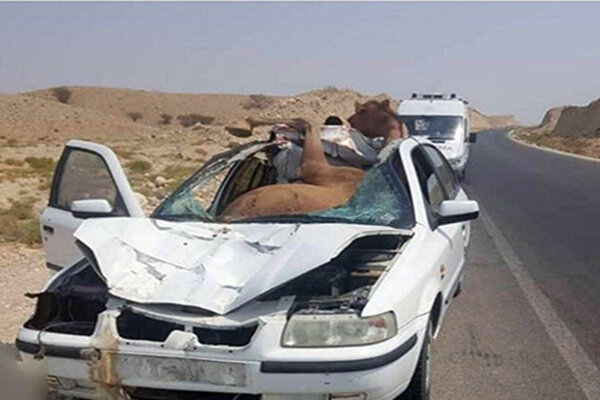 تصادف با شتر