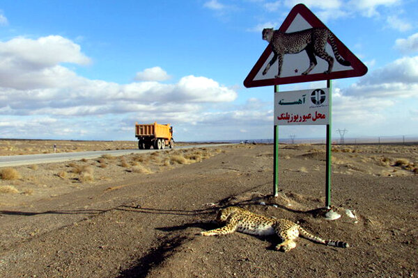 جاده یوزپلنگ