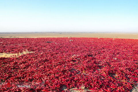 برداشت فلفل قرمز
