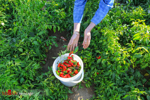 برداشت فلفل قرمز