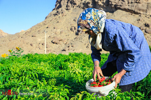 برداشت فلفل قرمز