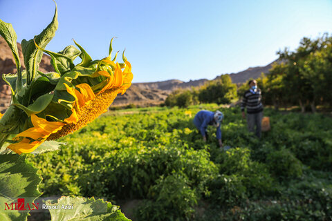 برداشت فلفل قرمز