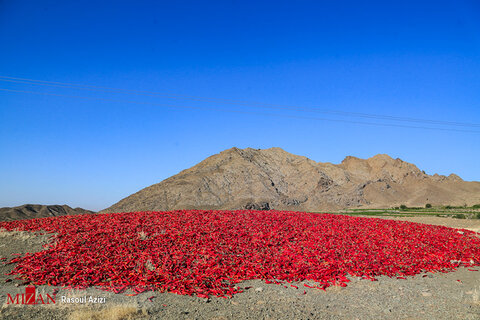 برداشت فلفل قرمز