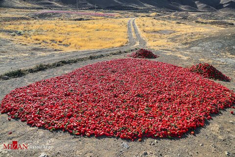برداشت فلفل قرمز