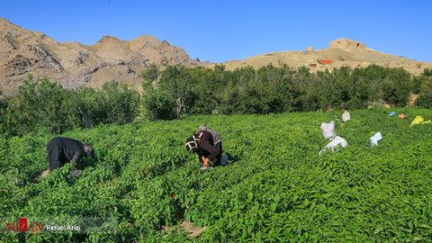 برداشت فلفل قرمز