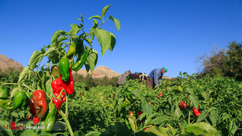 برداشت فلفل قرمز