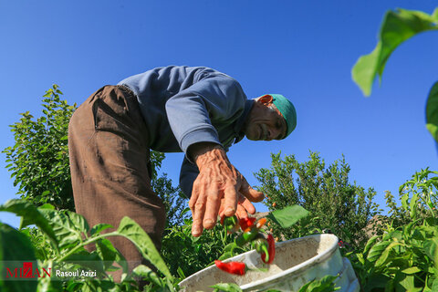 برداشت فلفل قرمز
