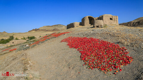 برداشت فلفل قرمز