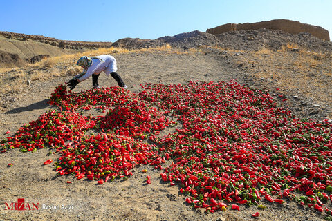 برداشت فلفل قرمز