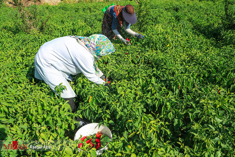 برداشت فلفل قرمز