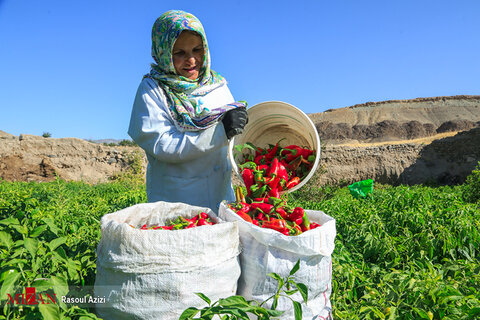 برداشت فلفل قرمز