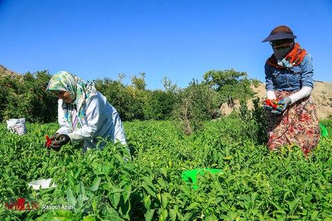 برداشت فلفل قرمز