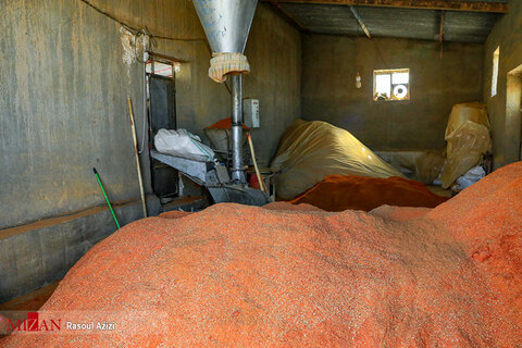 برداشت فلفل قرمز