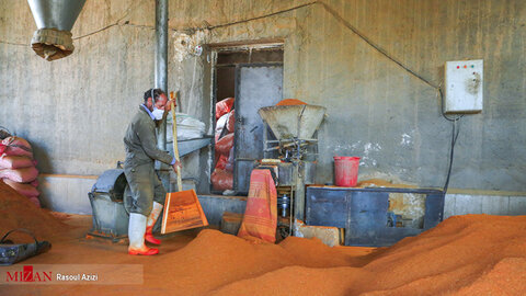 برداشت فلفل قرمز